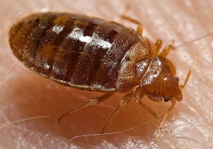 protect-against-bed-bugs